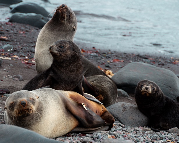 Cape Shirreff Situation Reports 2022/2023 | NOAA Fisheries